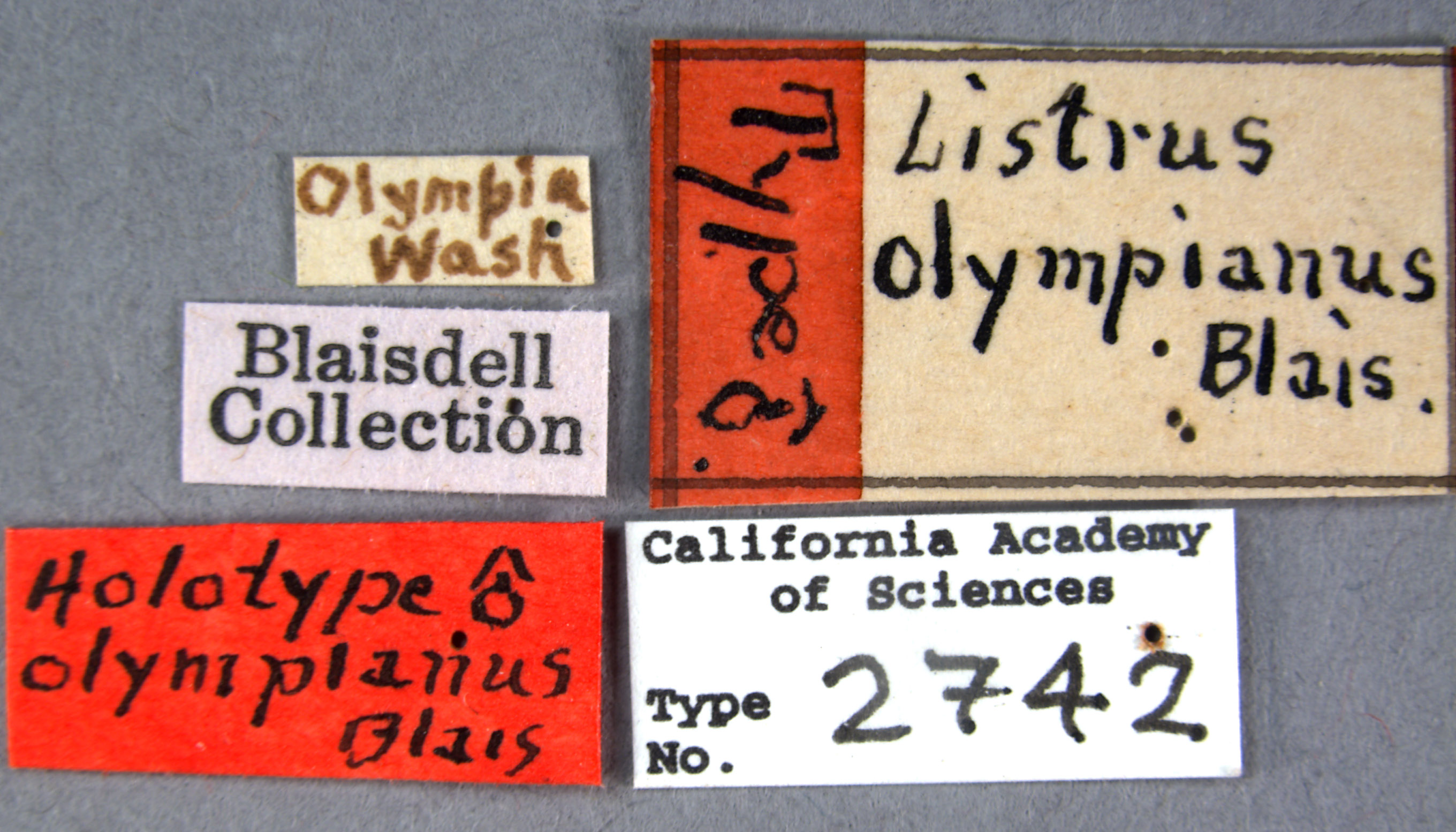 Listrus olympianus image