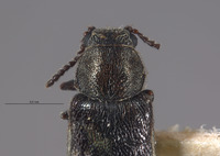 Listrus olympianus image