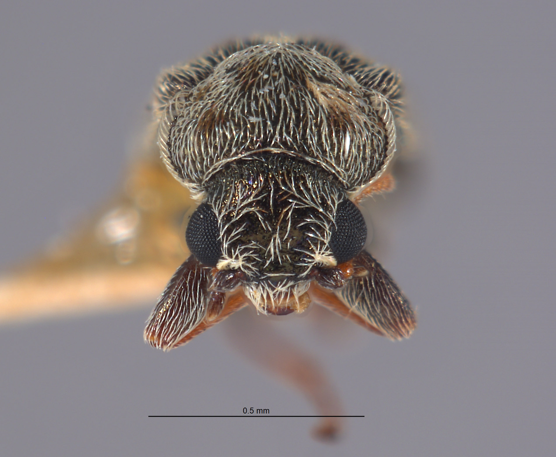 Listrus occidens image