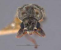 Listrus occidens image