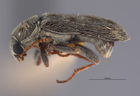 Listrus occidens image