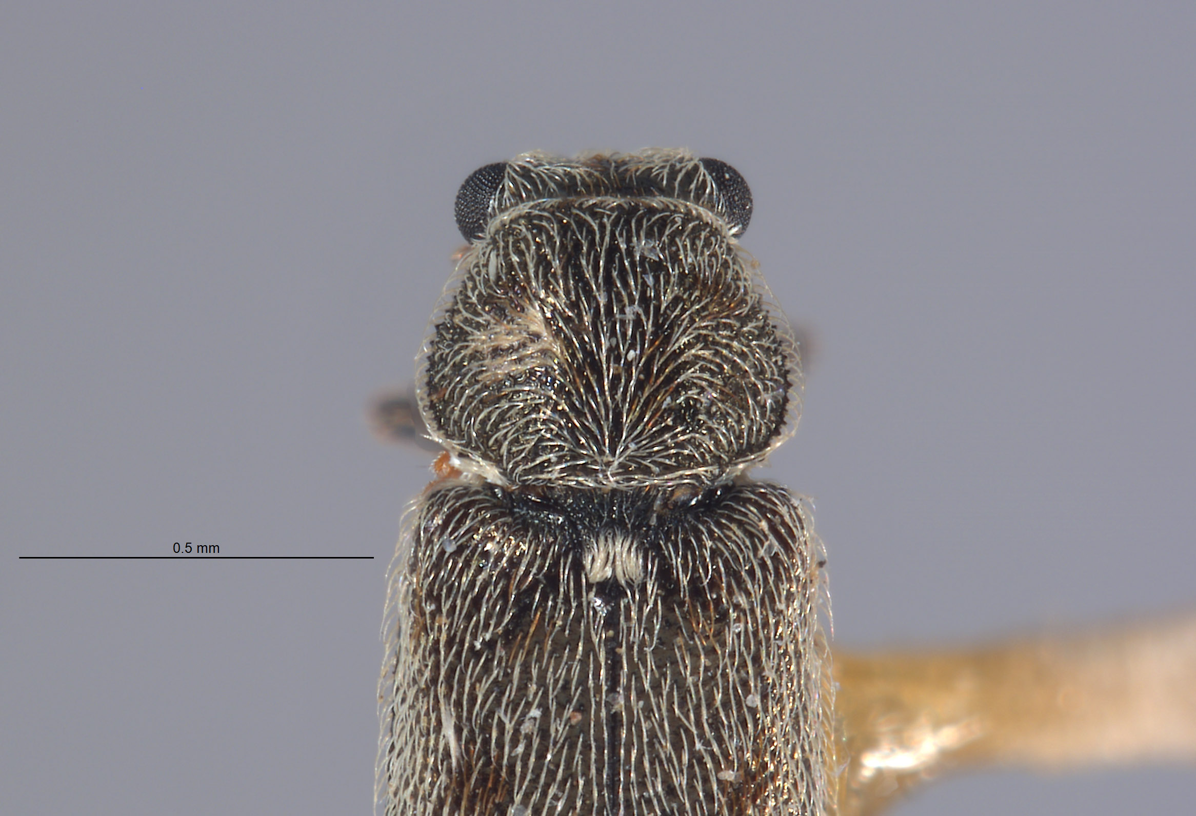 Listrus occidens image