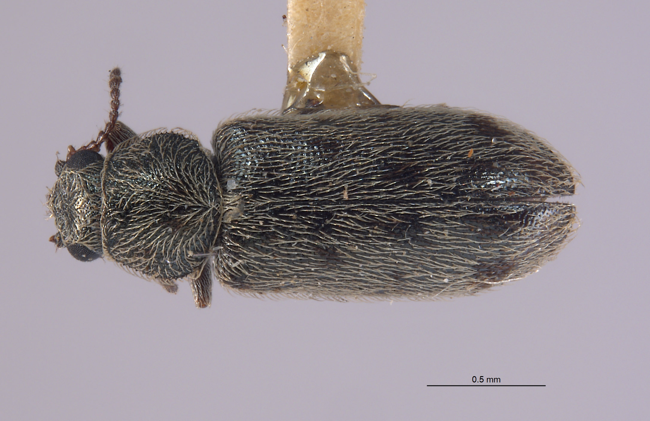 Listrus angulatus image