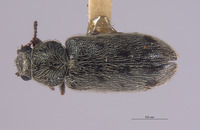 Listrus angulatus image