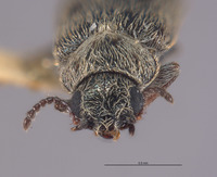 Listrus angulatus image