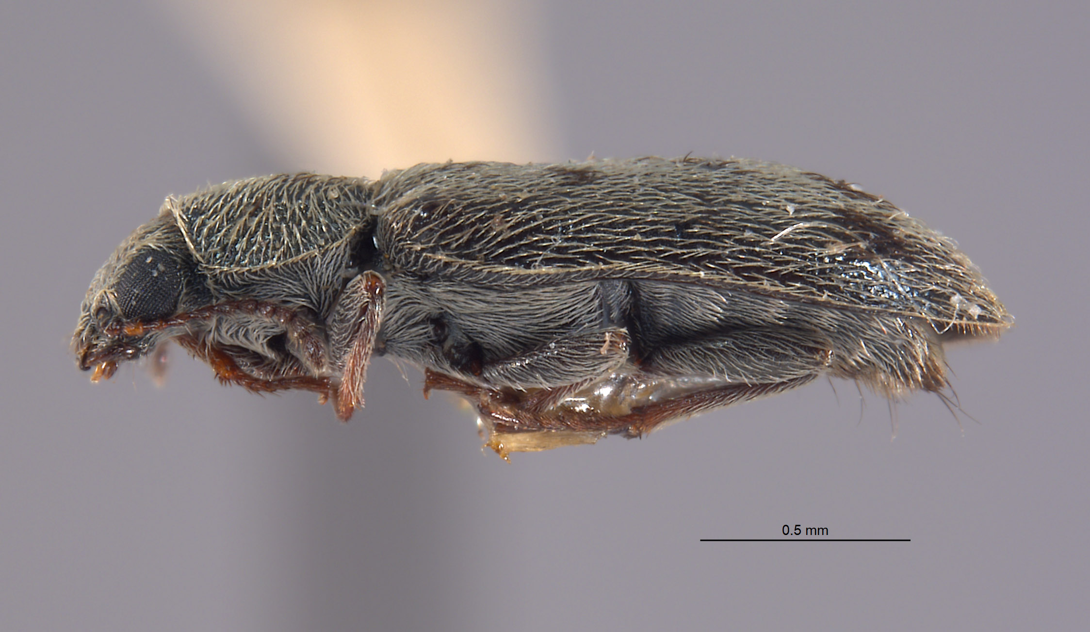 Listrus angulatus image