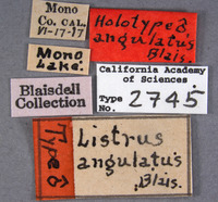 Listrus angulatus image