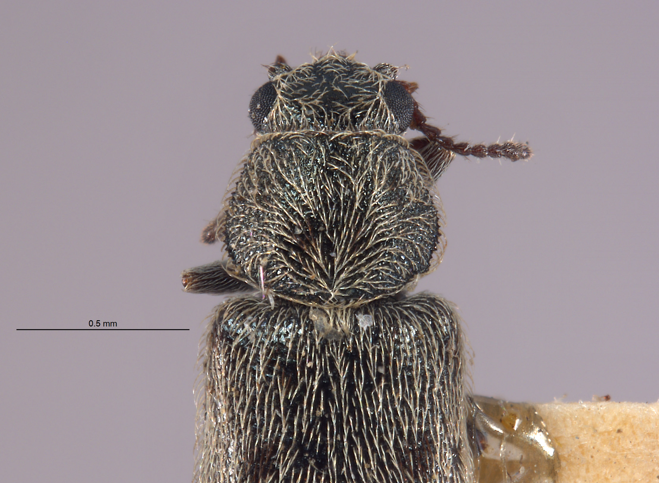 Listrus angulatus image