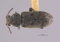 Listrus salicis image