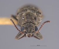 Image of Listrus salicis