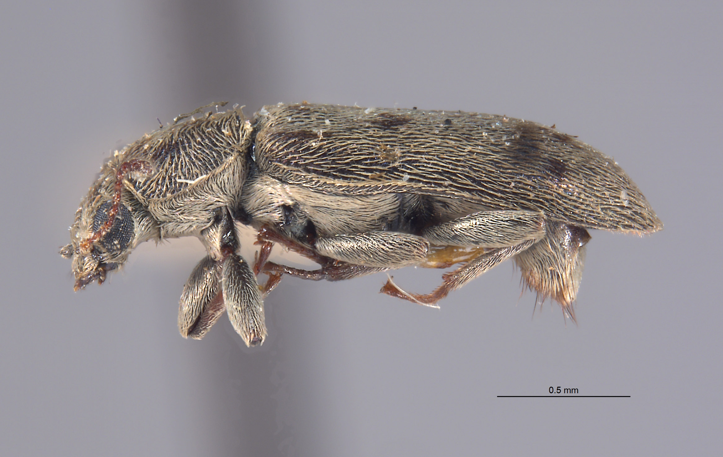 Listrus salicis image