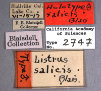 Listrus salicis image