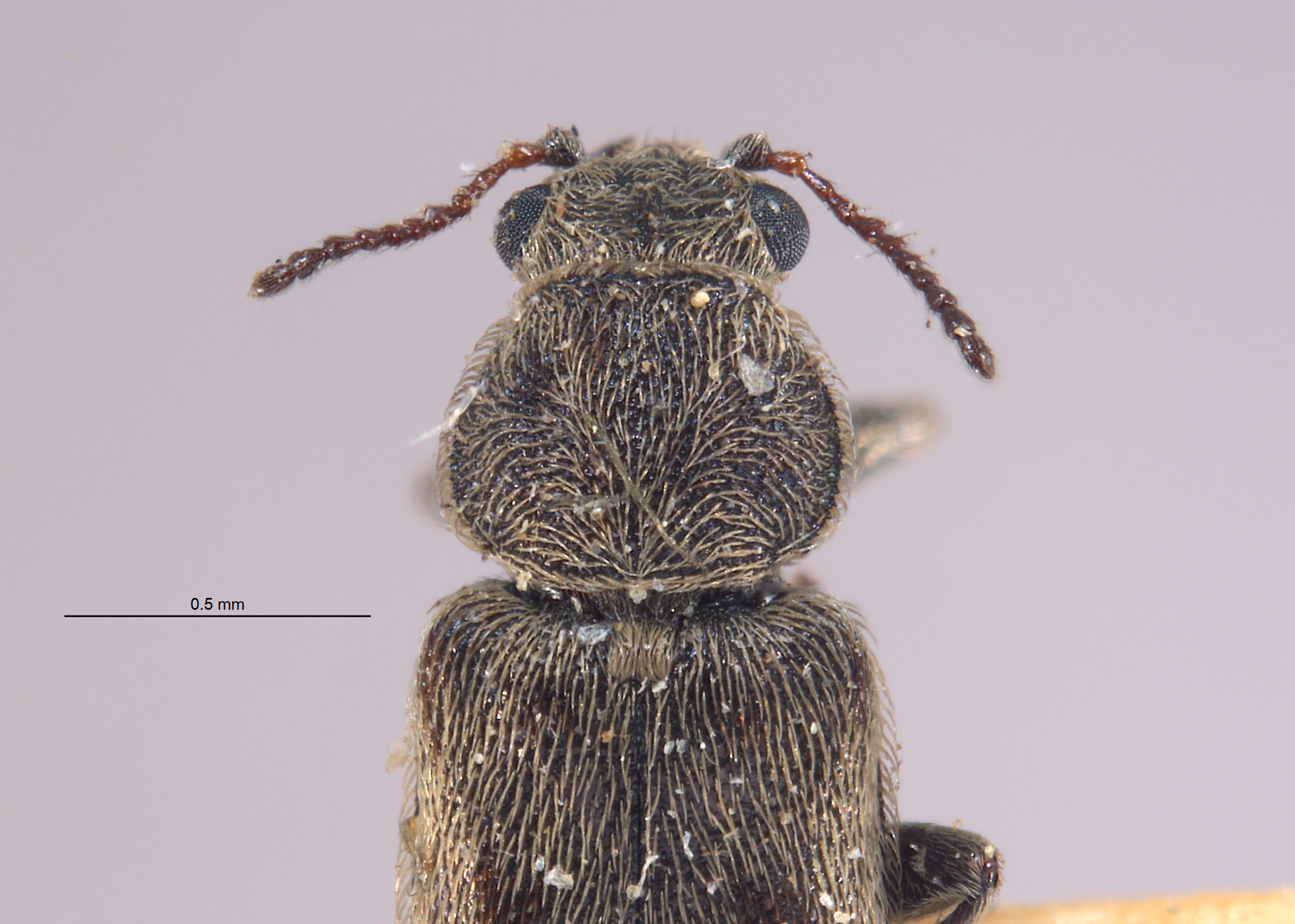 Listrus salicis image
