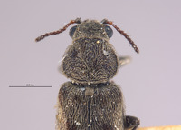 Listrus salicis image