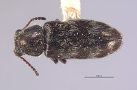 Listrus elegantulus image