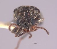 Image of Listrus elegantulus