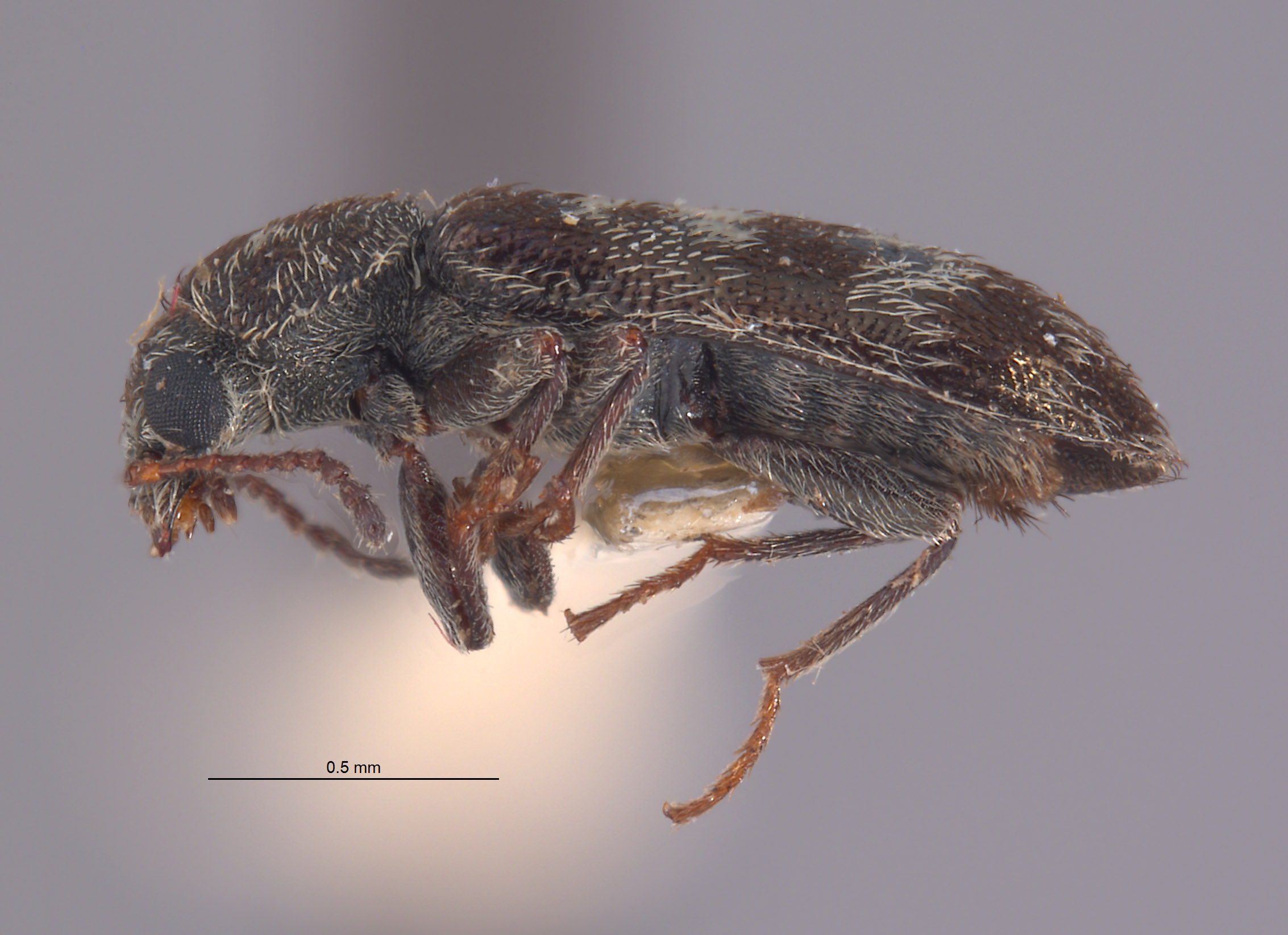 Listrus elegantulus image