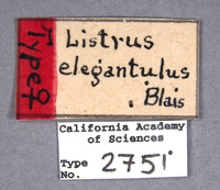 Listrus elegantulus image