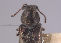 Listrus elegantulus image