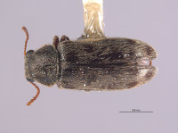 Image of Listrus fulvipilosus