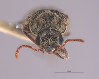 Listrus fulvipilosus image