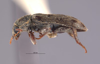 Listrus fulvipilosus image