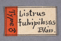 Listrus fulvipilosus image