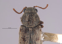 Listrus fulvipilosus image