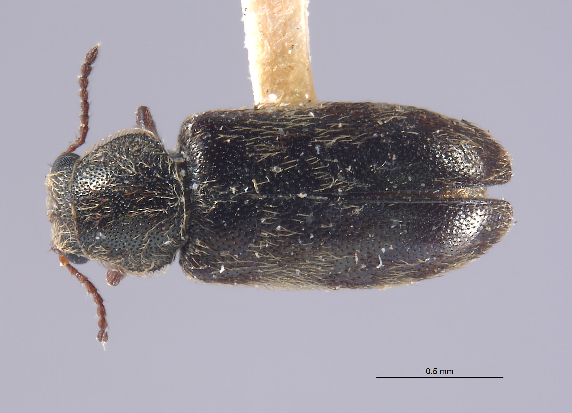 Listrus sinuatus image