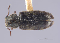 Image of Listrus sinuatus