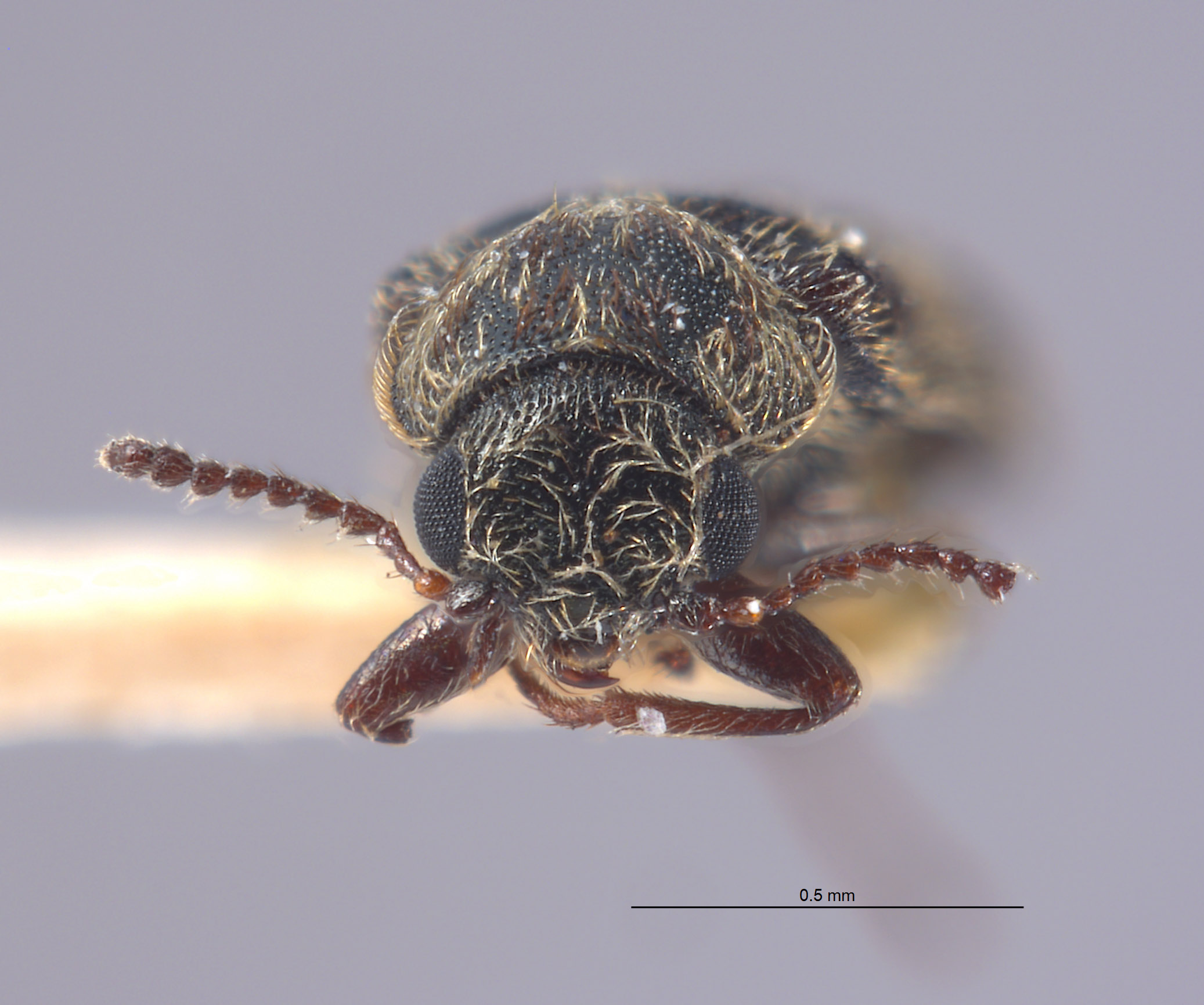 Listrus sinuatus image