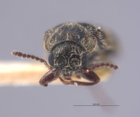 Listrus sinuatus image