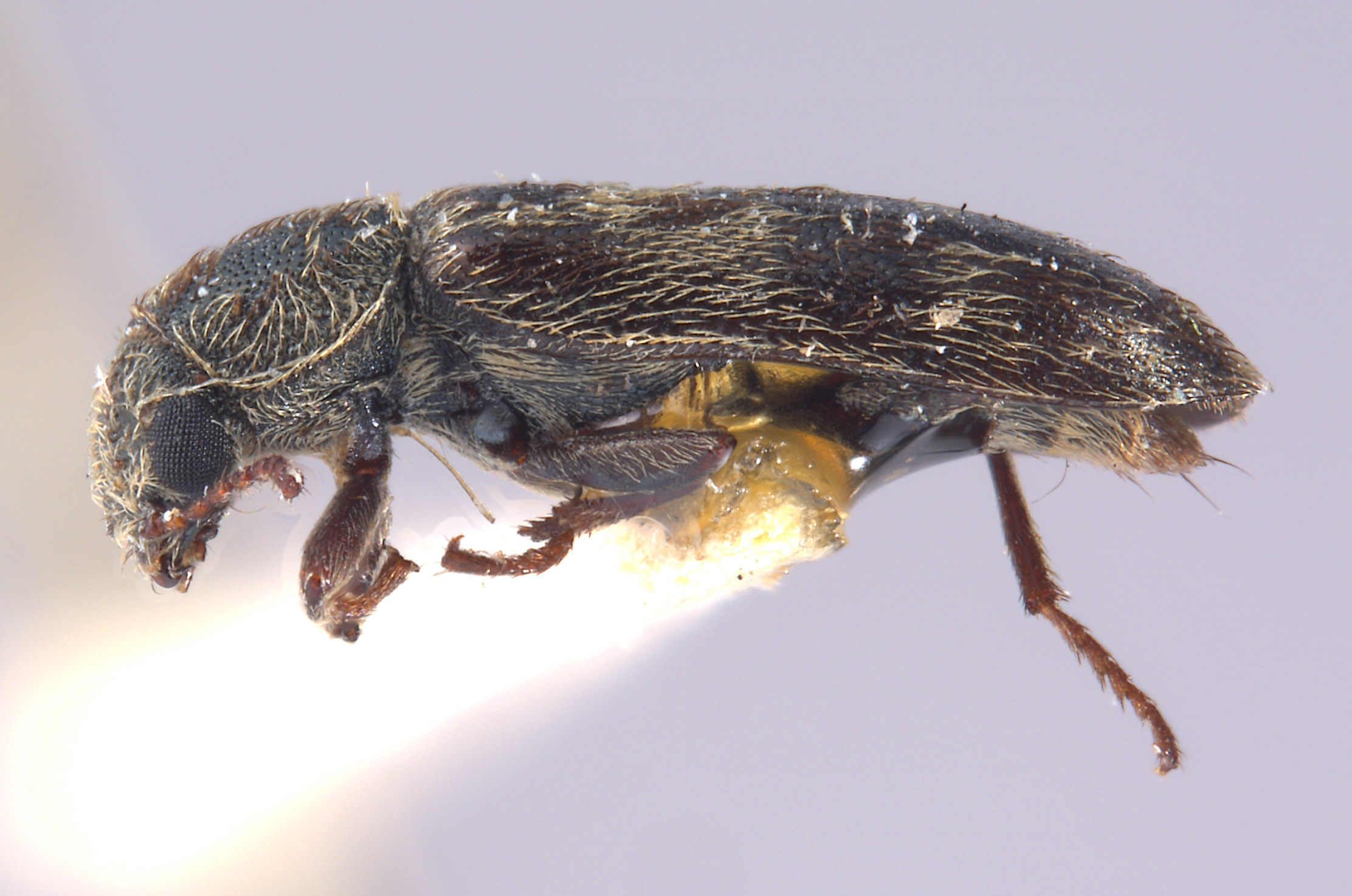 Listrus sinuatus image