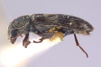 Listrus sinuatus image