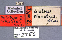 Listrus sinuatus image