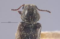 Listrus sinuatus image