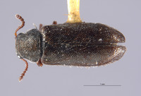 Listrus obsoletus image