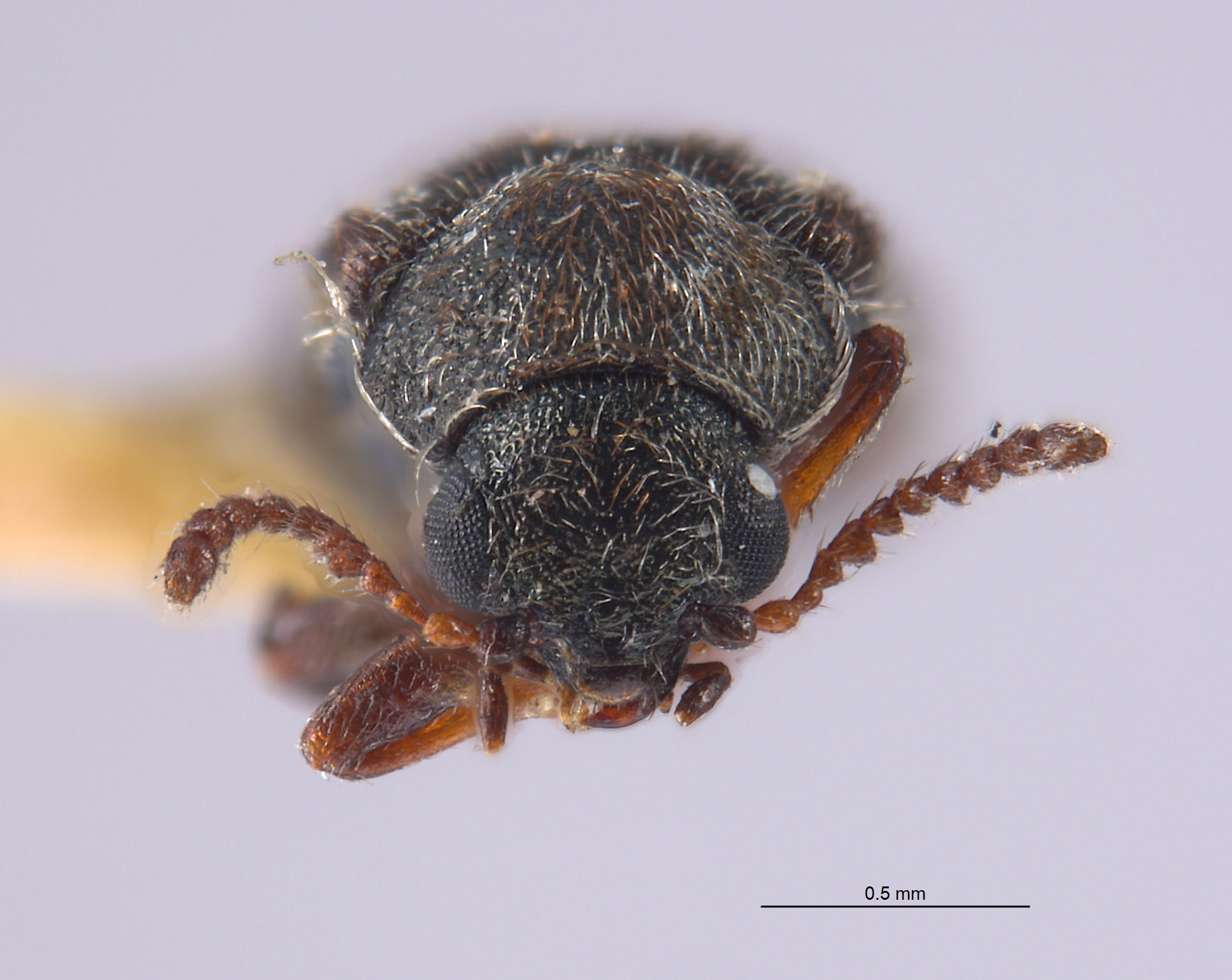 Listrus obsoletus image