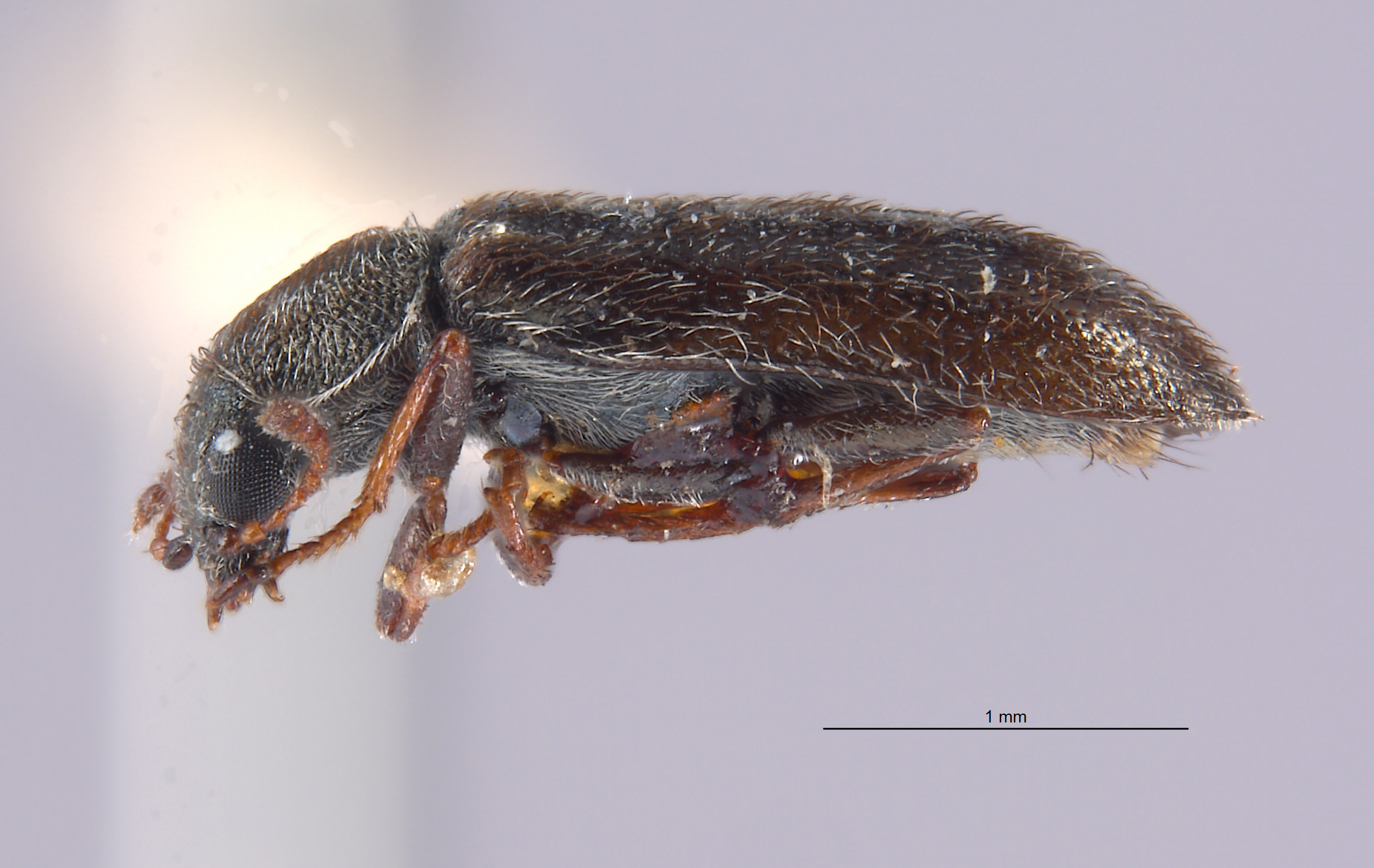 Listrus obsoletus image