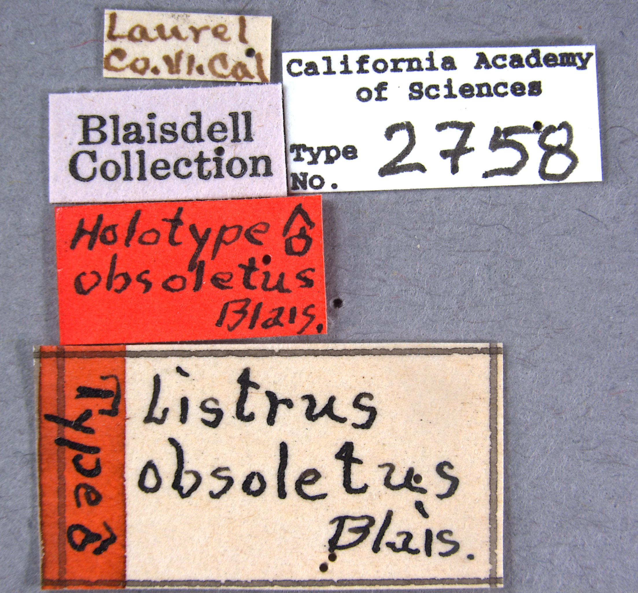 Listrus obsoletus image