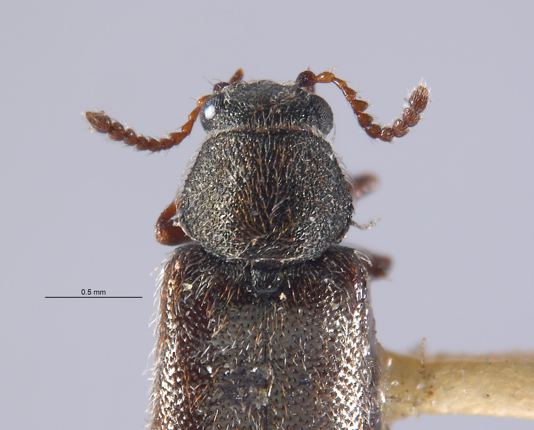 Listrus obsoletus image