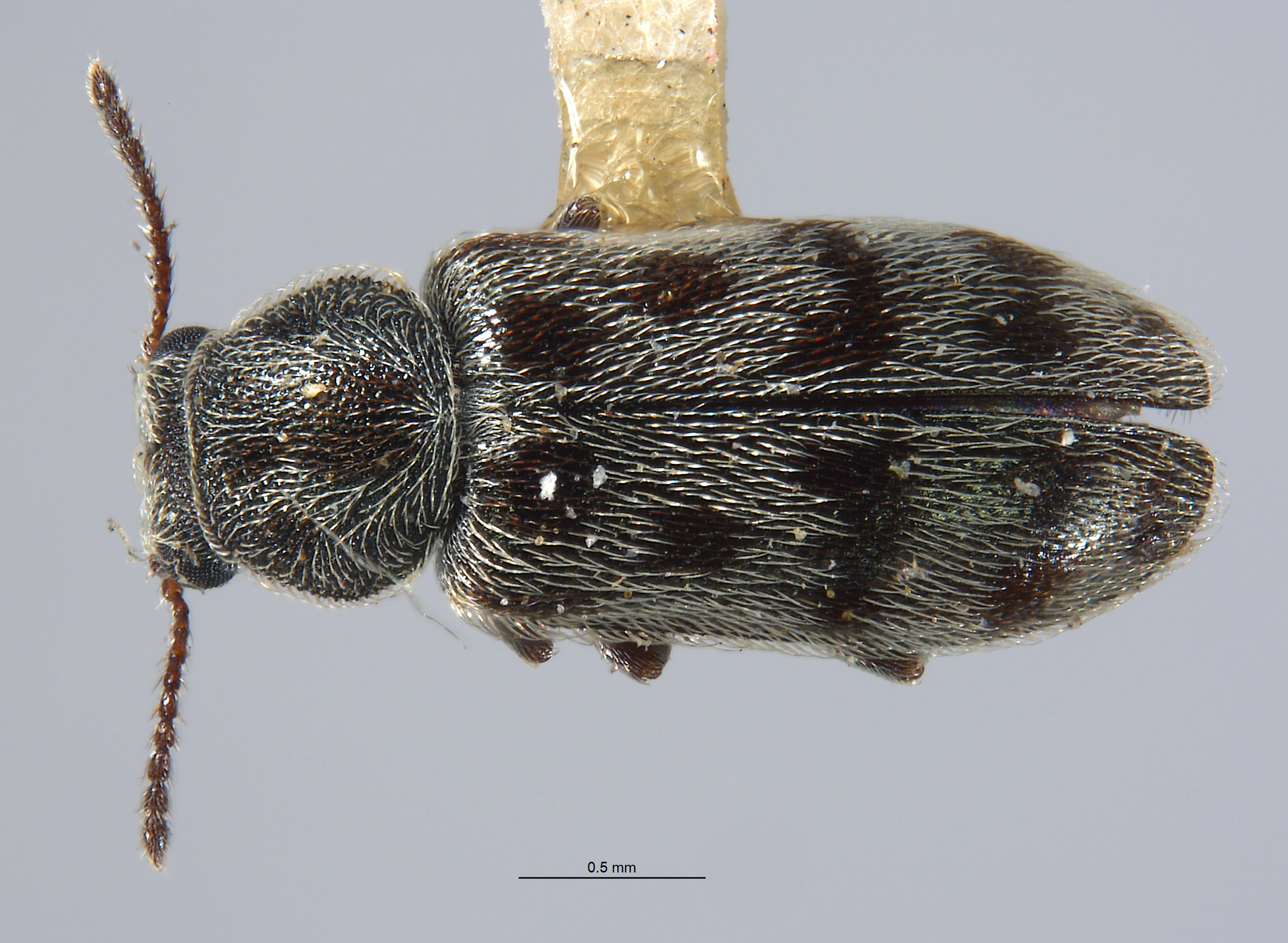 Listrus medicatus image