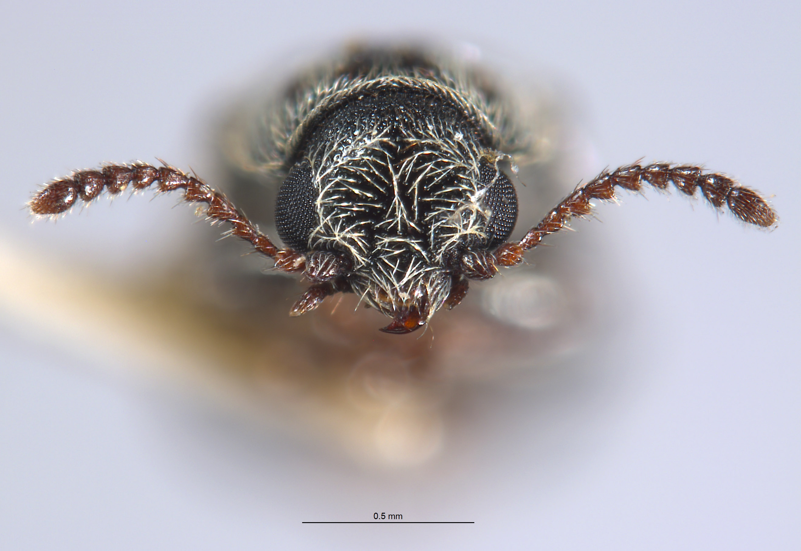 Listrus medicatus image