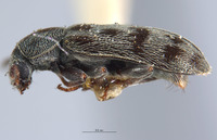 Listrus medicatus image