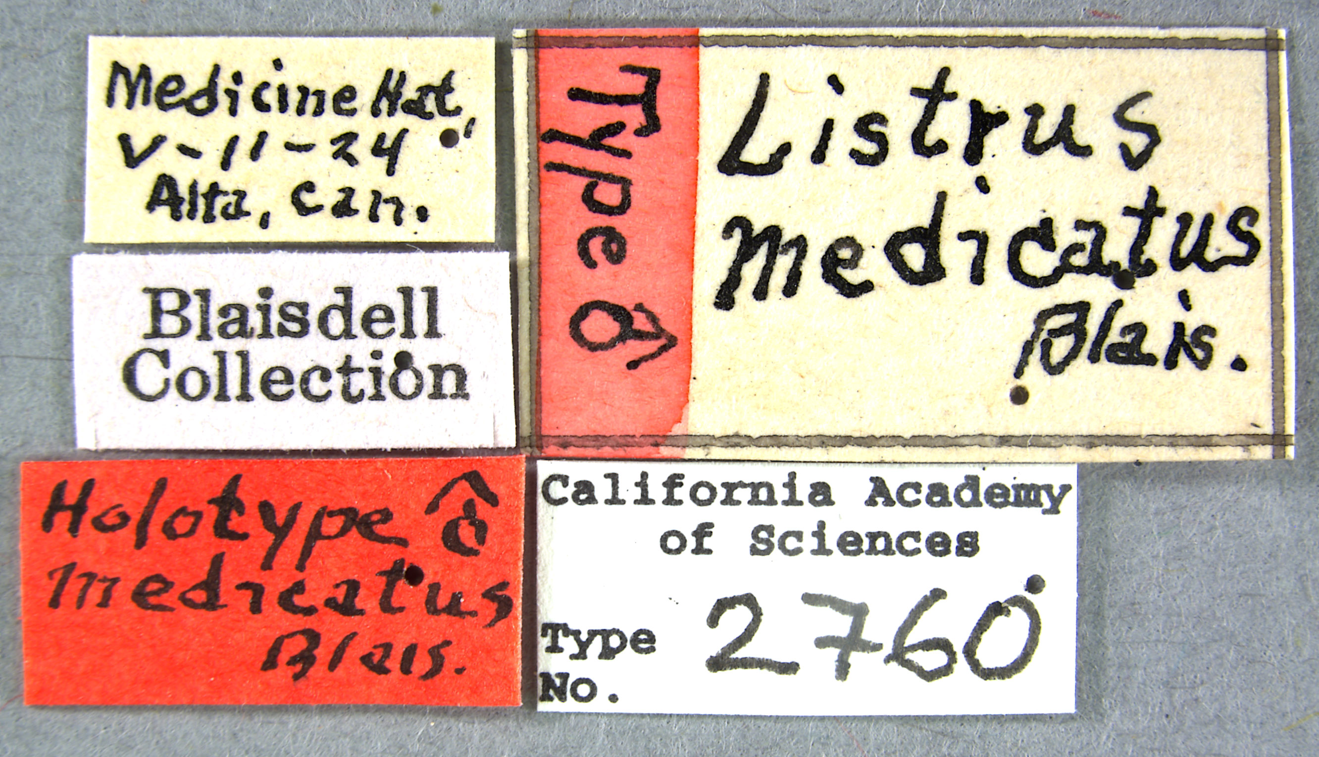 Listrus medicatus image