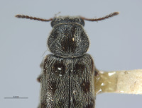 Listrus medicatus image