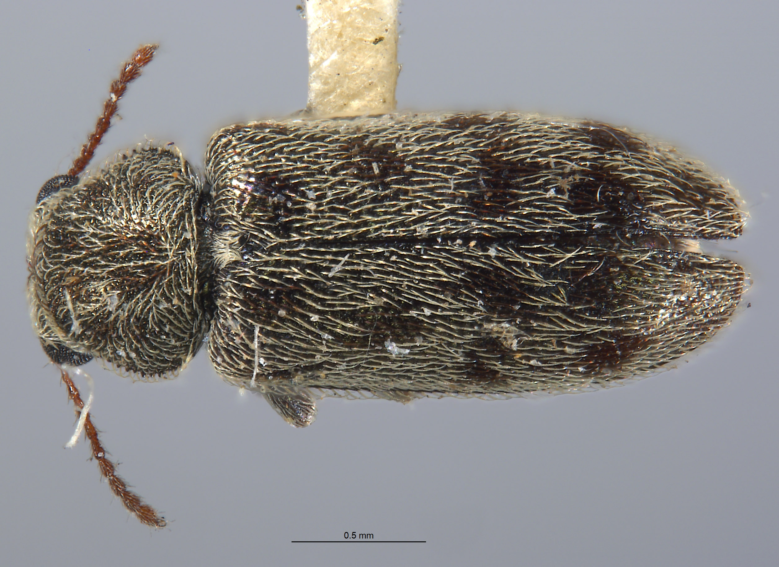 Listrus tincticornis image