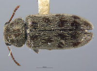 Listrus tincticornis image