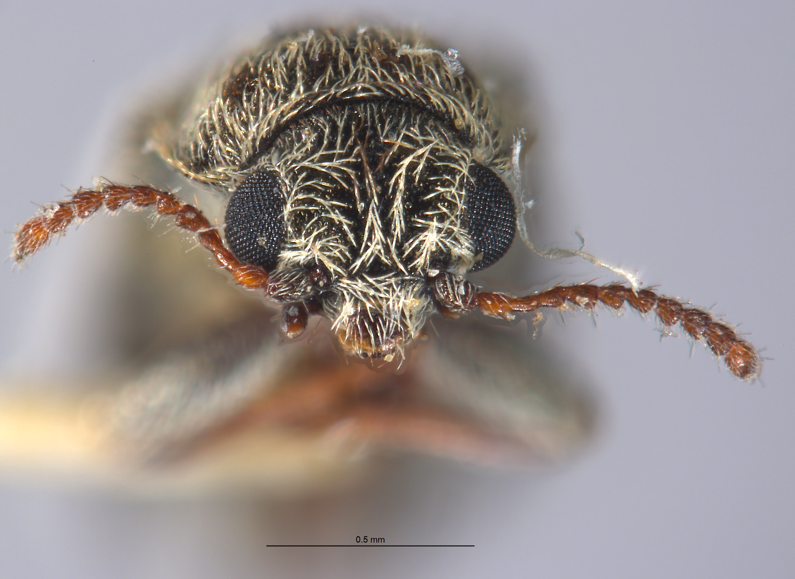 Listrus tincticornis image