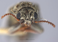 Listrus tincticornis image